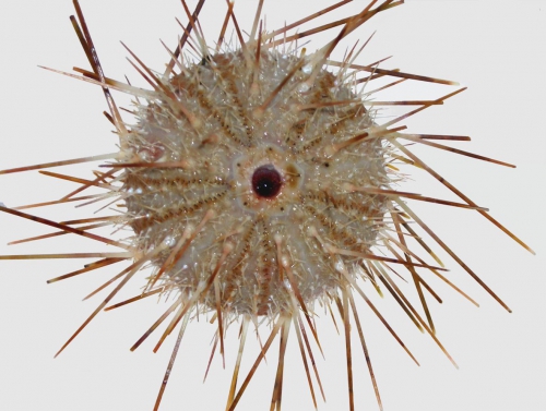 Gracilechinus lucidus (aboral) Gracilechinus lucidus (aboral)
