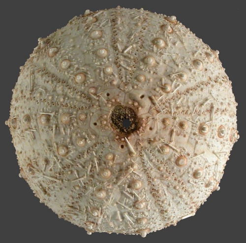 Gracilechinus lucidus (aboral) Gracilechinus lucidus (aboral)