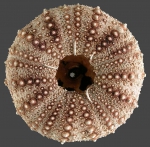 Echinoidea (sea urchins)