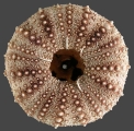 Gracilechinus lucidus (oral), author: Schultz, Heinke
