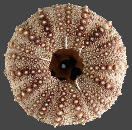 Gracilechinus lucidus (oral) Gracilechinus lucidus (oral)