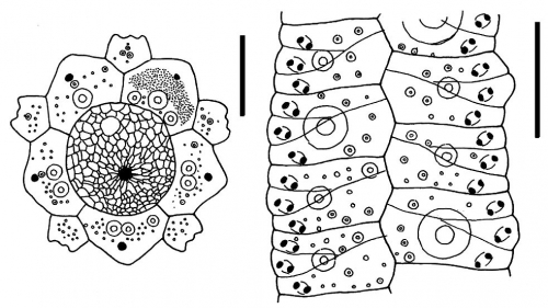 Gracilechinus stenoporus (apical system + ambulacral plates) Gracilechinus stenoporus (apical system + ambulacral plates)