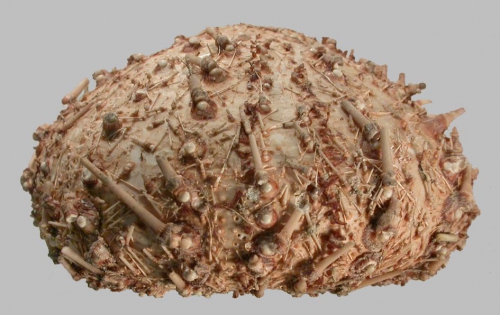 Gracilechinus stenoporus (lateral) Gracilechinus stenoporus (lateral)