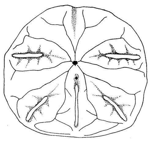 Mellita kanakoffi (oral surface) Mellita kanakoffi (oral surface)