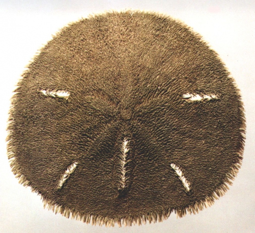 Mellita kanakoffi (aboral) Mellita kanakoffi (aboral)