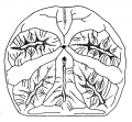 Mellita notabilis (oral surface)