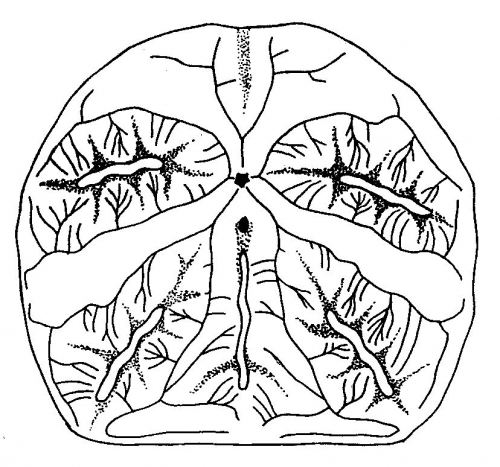 Mellita notabilis (oral surface) Mellita notabilis (oral surface)