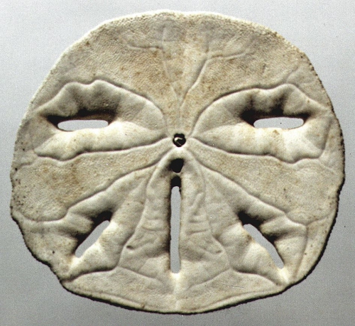 Mellita notabilis (oral) Mellita notabilis (oral)