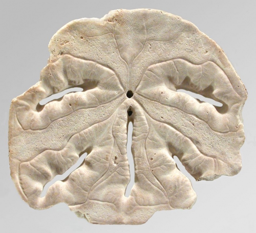 Mellita notabilis (oral) Mellita notabilis (oral)