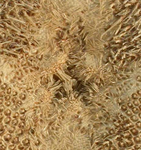 Rhyncholampas pacificus (peristomial region) Rhyncholampas pacificus (peristomial region)