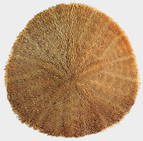 Dendraster terminalis (aboral) Dendraster terminalis (aboral)