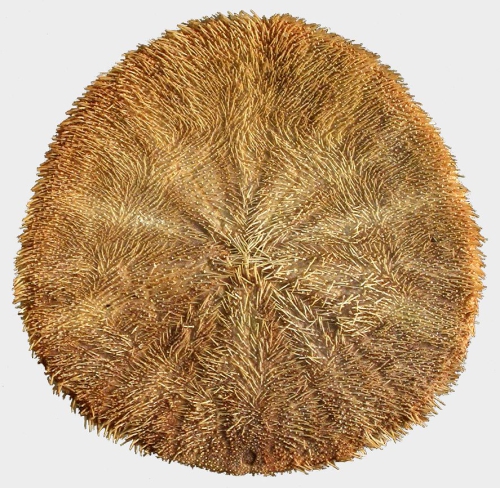 Dendraster terminalis (oral) Dendraster terminalis (oral)
