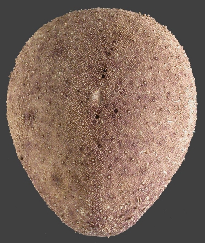 Plexechinus aoteanus (aboral) Plexechinus aoteanus (aboral)