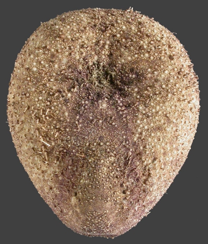 Plexechinus aoteanus (oral) Plexechinus aoteanus (oral)