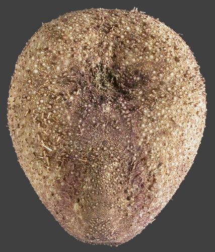 Plexechinus aoteanus (oral)