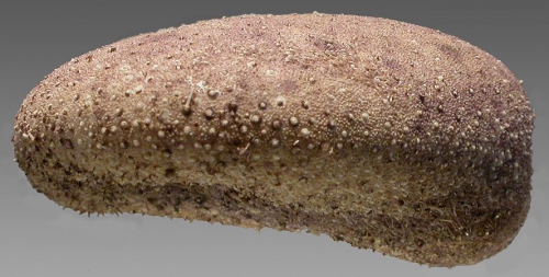 Plexechinus aoteanus (lateral) Plexechinus aoteanus (lateral)