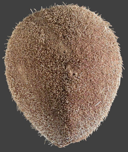 Plexechinus aoteanus (aboral) Plexechinus aoteanus (aboral)