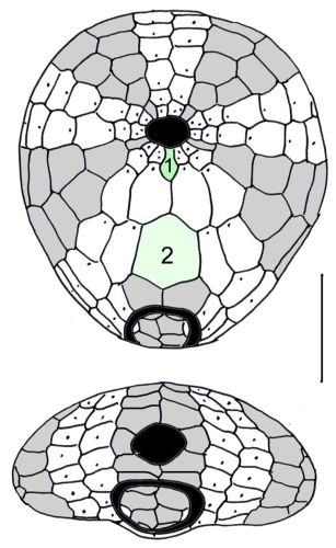Plexechinus aoteanus (oral and posterior plating) Plexechinus aoteanus (oral and posterior plating)