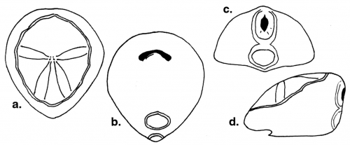 Rhynobrissus cuneus (test, schematic) Rhynobrissus cuneus (test, schematic)