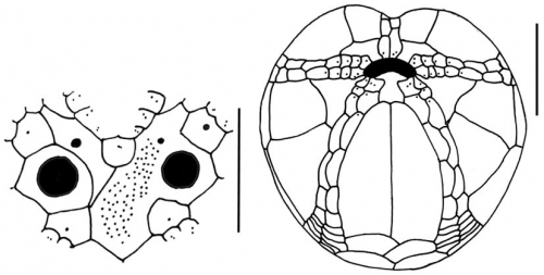 Schizaster doederleini (apical system + test) Schizaster doederleini (apical system + test)