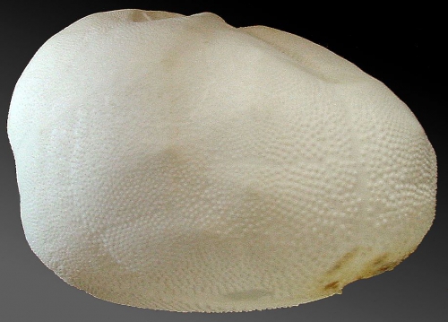 Schizaster doederleini (lateral) Schizaster doederleini (lateral)