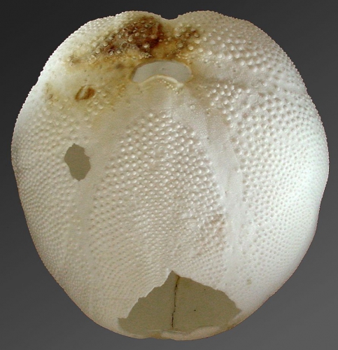 Schizaster doederleini (test, oral) Schizaster doederleini (test, oral)