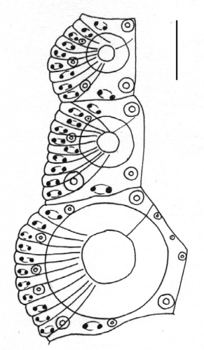 Heterocentrotus mamillatus (ambulacral plates) Heterocentrotus mamillatus (ambulacral plates)