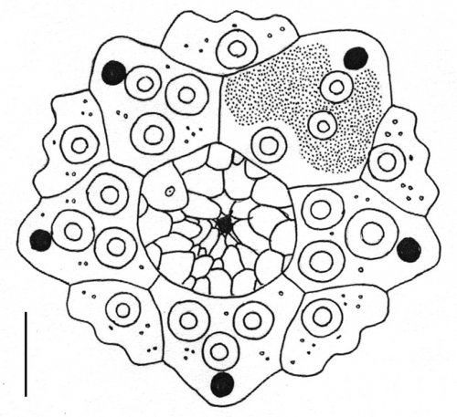 Heterocentrotus mamillatus (apical system) Heterocentrotus mamillatus (apical system)