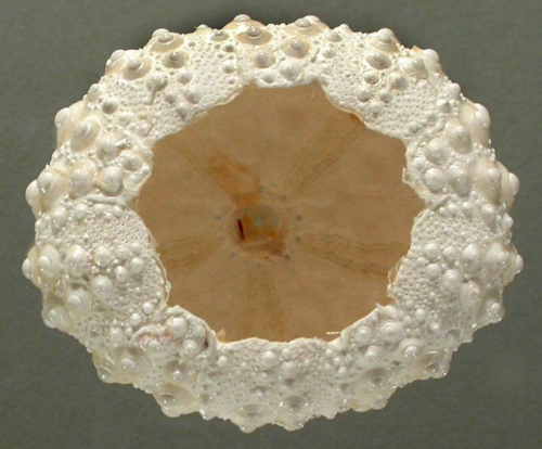 Heterocentrotus mamillatus (oral) Heterocentrotus mamillatus (oral)