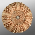 Echinoidea (sea urchins)