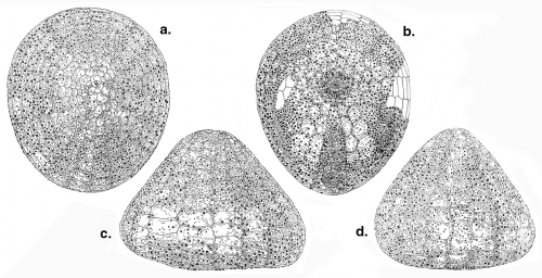 Cystechinus loveni (test) Cystechinus loveni (test)
