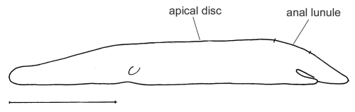 Encope californica (lateral)