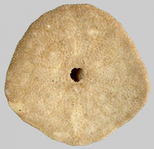 Sinaechinocyamus mai (oral) Sinaechinocyamus mai (oral)