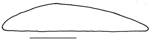 Sinaechinocyamus mai (profile, sketch) Sinaechinocyamus mai (profile, sketch)