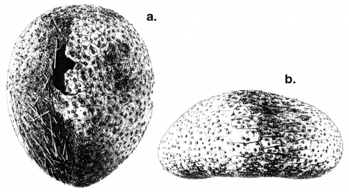 Cystechinus giganteus (aboral + lateral) Cystechinus giganteus (aboral + lateral)