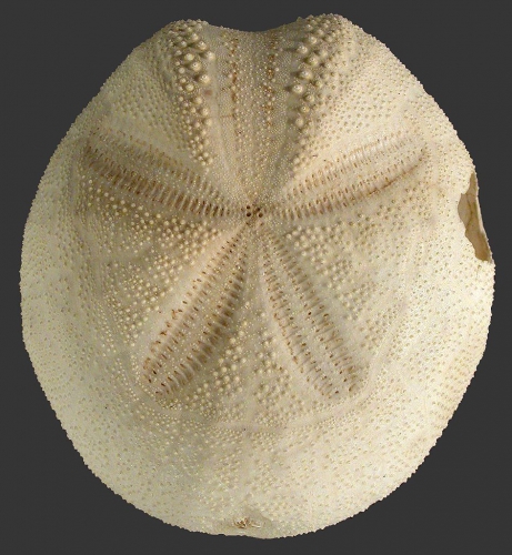 Metalia persica (aboral) Metalia persica (aboral)