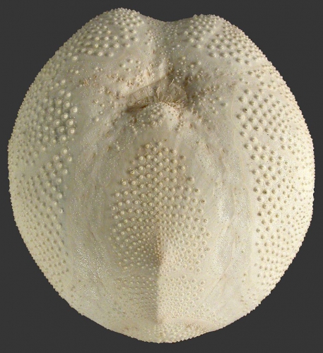 Metalia persica (oral) Metalia persica (oral)