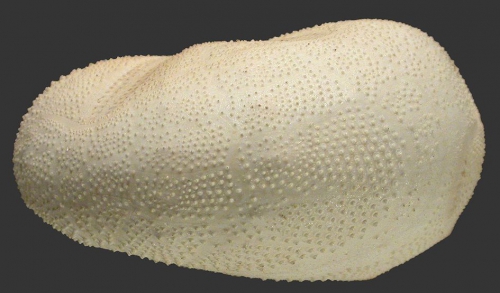 Metalia persica (lateral) Metalia persica (lateral)