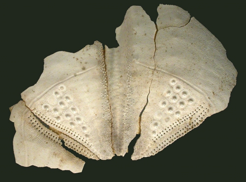 Taimanawa mortenseni (test fragment) Taimanawa mortenseni (test fragment)