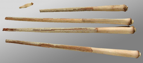 Acanthocidaris hastigera (primary spines)