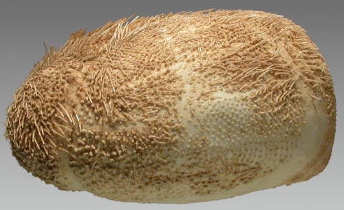 Brissopsis mediterranea (side) Brissopsis mediterranea (side)