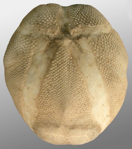 Brissopsis mediterranea (oral) Brissopsis mediterranea (oral)