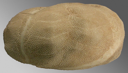 Brissopsis mediterranea (side) Brissopsis mediterranea (side)