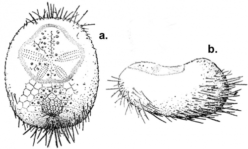 Idiobryssus coelus (aboral + lateral) Idiobryssus coelus (aboral + lateral)
