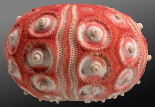 Stereocidaris grandis var. rubra (lateral)