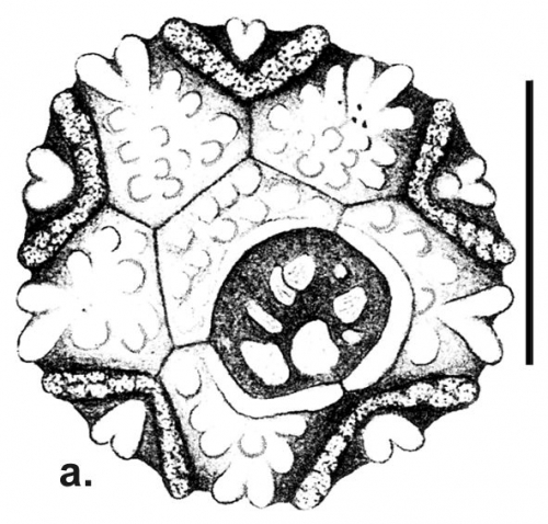 Bathysalenia sculpta (apical plates)