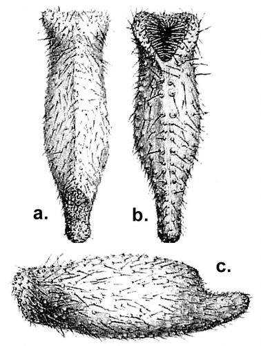 Echinosigra (Echinogutta) amphora (Challenger Expedition) Echinosigra (Echinogutta) amphora (Challenger Expedition)