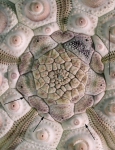 Echinoidea (sea urchins)