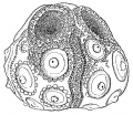 Almucidaris durhami (lateral)