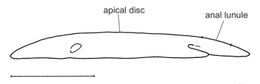 Encope borealis (lateral), author: Schultz, Heinke